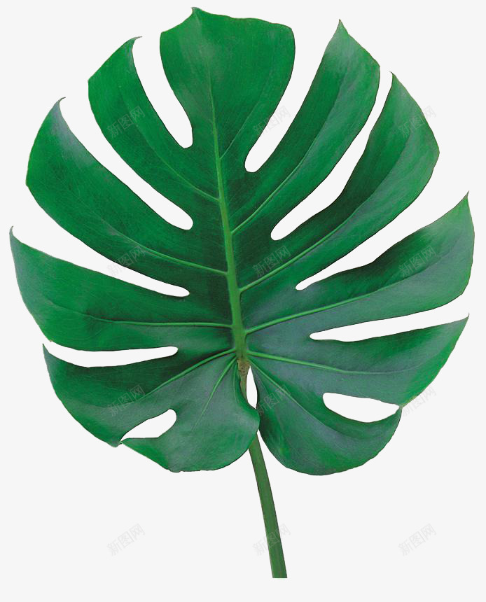 绿色植物树叶树木灬小狮子灬3植物鲜花透明图案鲜花植png免抠素材_新图网 https://ixintu.com 鲜花 绿色植物 树叶 树木 小狮子 植物 透明 透明图 图案