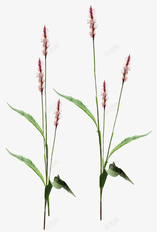荷花树木花草蔓藤图彼岸桃花花草绿植png免抠素材_新图网 https://ixintu.com 花草 荷花 树木 蔓藤 彼岸 桃花 绿植