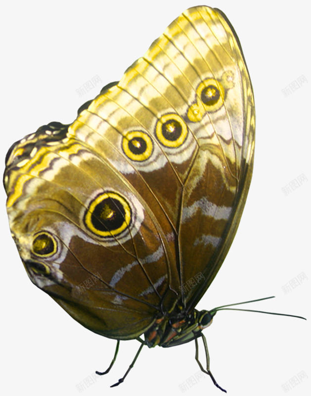 蝴蝶图彼岸桃花免扣png免抠素材_新图网 https://ixintu.com 蝴蝶 彼岸 桃花 免扣