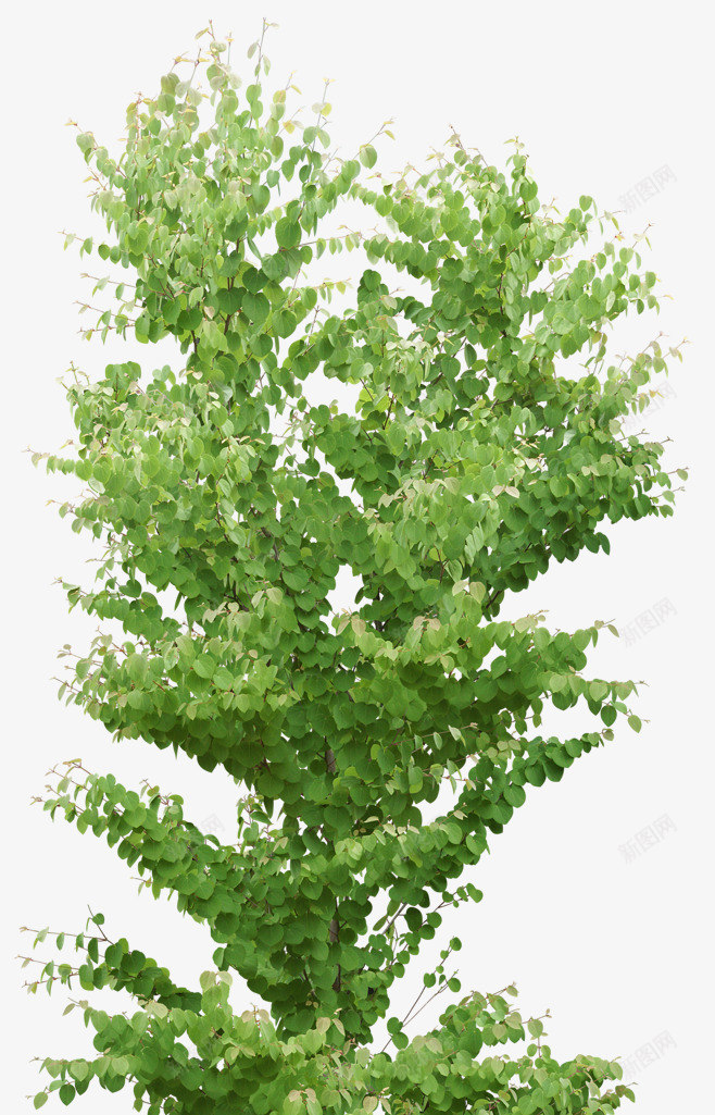 绿色植物树叶树木灬小狮子灬3植物鲜花透明图案鲜花植png免抠素材_新图网 https://ixintu.com 鲜花 绿色植物 树叶 树木 小狮子 植物 透明 透明图 图案