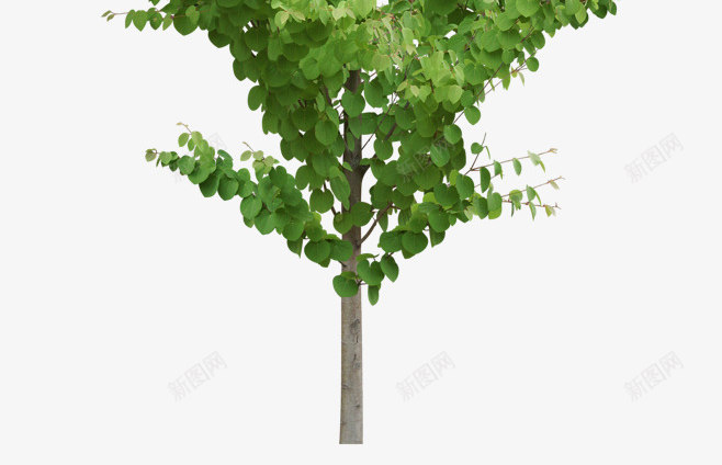 绿色植物树叶树木灬小狮子灬3植物鲜花透明图案鲜花植png免抠素材_新图网 https://ixintu.com 鲜花 绿色植物 树叶 树木 小狮子 植物 透明 透明图 图案