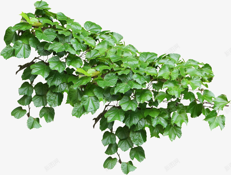 绿色树藤青藤春天藤蔓树叶花藤树叶子草地png免抠素材_新图网 https://ixintu.com 树叶 绿色 树藤 青藤 春天 藤蔓 花藤 叶子 草地