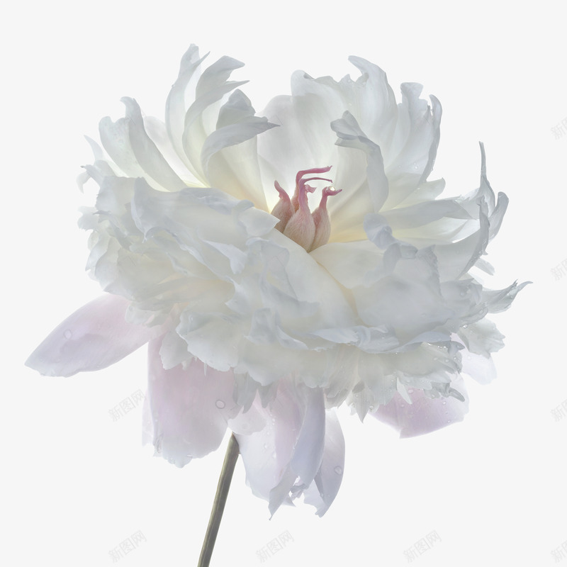 白芍药A花植物png免抠素材_新图网 https://ixintu.com 白芍药 芍药 植物