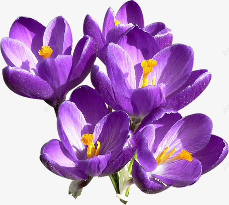 四朵红番花透明图层高雅鲜花花朵欧美鲜花漂亮鲜花唯美png免抠素材_新图网 https://ixintu.com 鲜花 四朵 红番 透明图 层高 高雅 花朵 欧美 漂亮 唯美