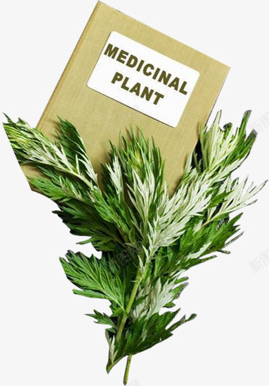 艾草免扣透明绿色植物叶子草png_新图网 https://ixintu.com 免扣 叶子 绿色植物 艾草 透明