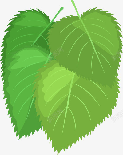 桑树叶图免扣绿植高清png免抠素材_新图网 https://ixintu.com 桑树 树叶 图免 绿植 高清