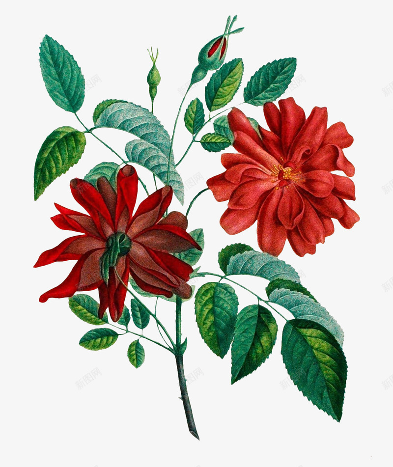 红色写实鲜花动植物壁纸动植物壁纸png免抠素材_新图网 https://ixintu.com 动植物 壁纸 红色 写实 鲜花