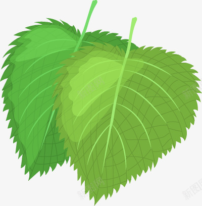 桑树叶图免扣绿植高清png免抠素材_新图网 https://ixintu.com 桑树 树叶 图免 绿植 高清
