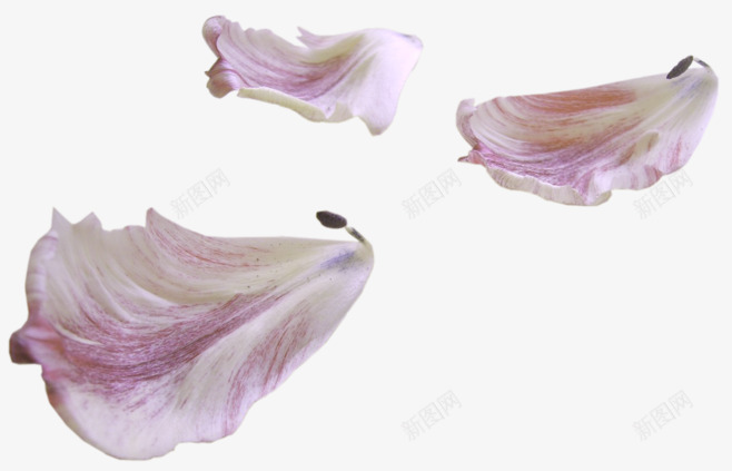 真实飘落飘洒散落粉红色玫瑰花瓣高清免扣161真实飘png免抠素材_新图网 https://ixintu.com 真实 飘落 飘洒 散落 粉红色 玫瑰 玫瑰花 花瓣 高清 免扣