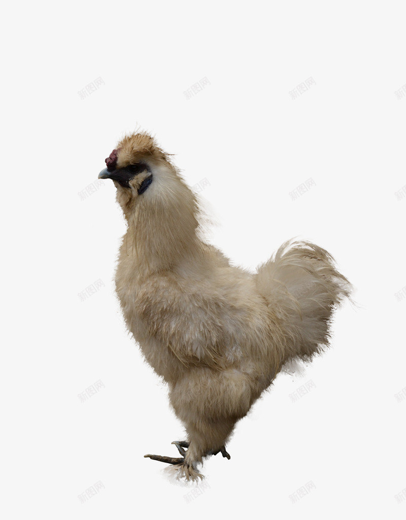 鸡肉动物png免抠素材_新图网 https://ixintu.com 鸡肉 动物