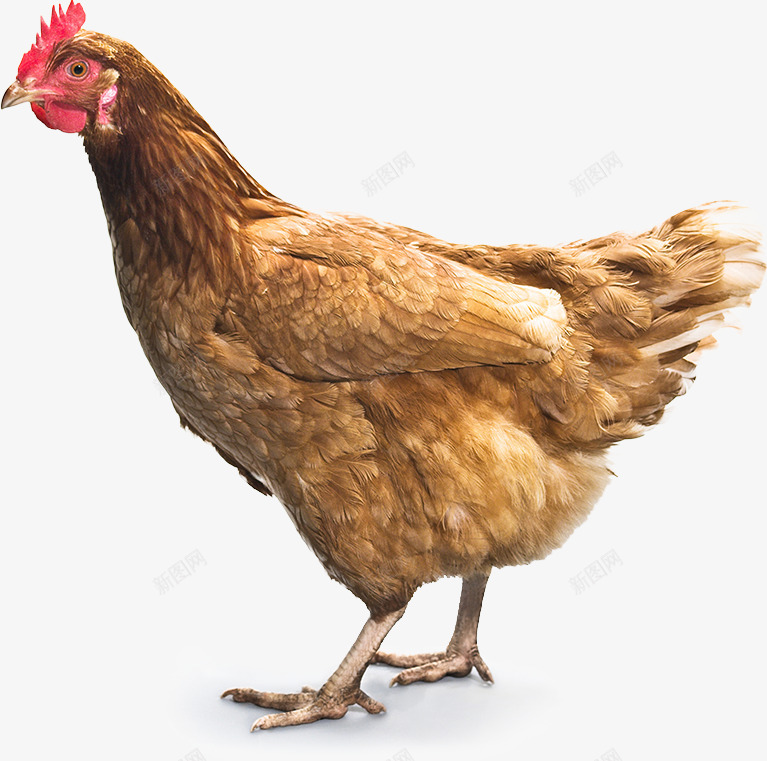 鸡肉动物png免抠素材_新图网 https://ixintu.com 鸡肉 动物