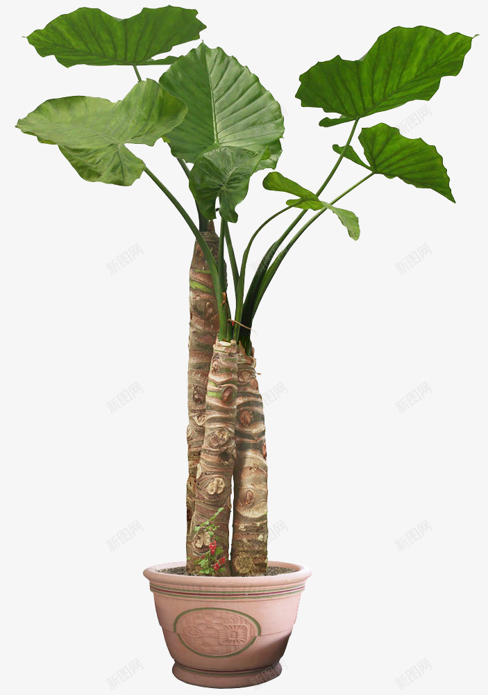 盆栽植物绿色叶子透明免扣盆栽植物png免抠素材_新图网 https://ixintu.com 盆栽 植物 绿色 叶子 透明 免扣