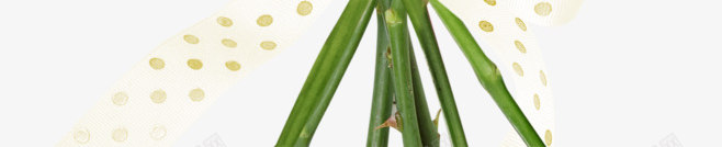 一束花植物花卉空寂如何结束一身冷清png免抠素材_新图网 https://ixintu.com 一束 植物 花卉 空寂 如何 结束 一身 冷清