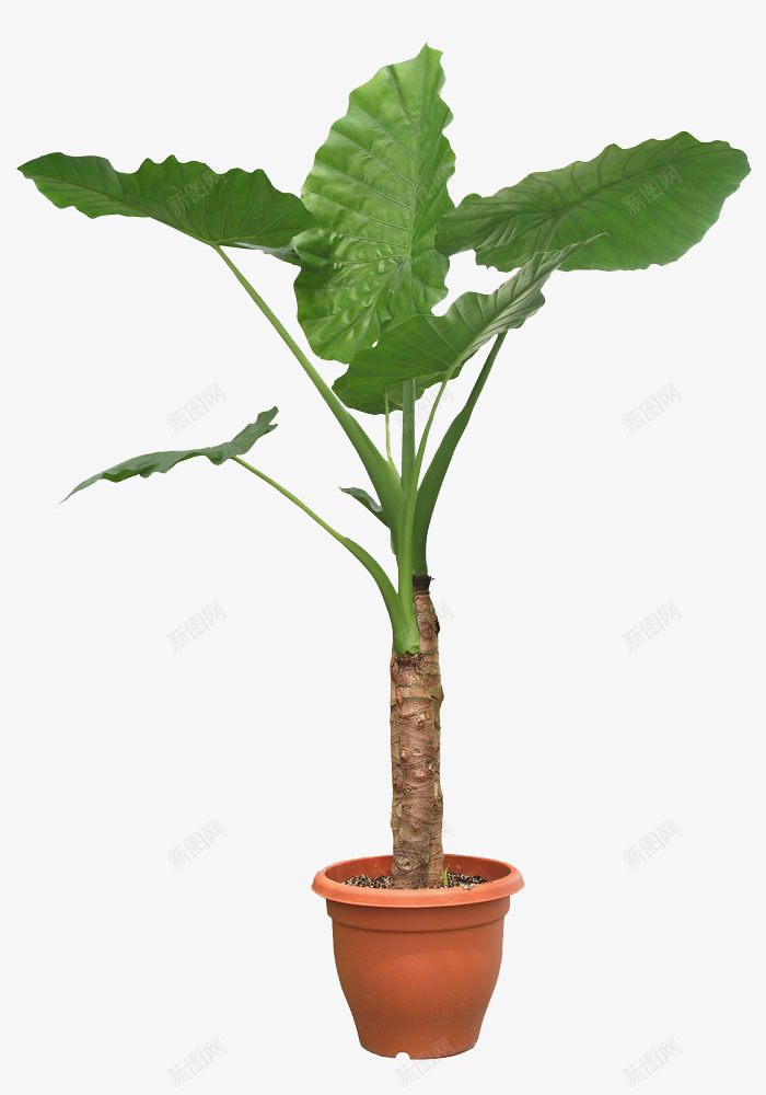 盆栽植物绿色叶子透明免扣盆栽植物png免抠素材_新图网 https://ixintu.com 盆栽 植物 绿色 叶子 透明 免扣