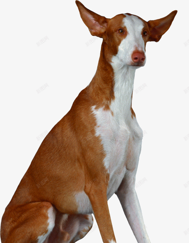 狗狗子png免抠素材_新图网 https://ixintu.com 狗狗