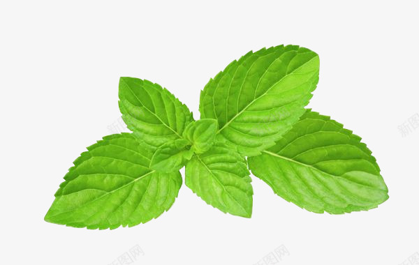 植物叶子薄荷茶叶植物花草png免抠素材_新图网 https://ixintu.com 植物 叶子 薄荷 茶叶 花草