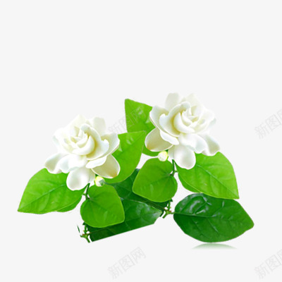 白色花清新花png免抠素材_新图网 https://ixintu.com 白色 清新