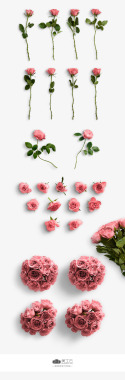 960pxMockupflower情人节玫瑰花透明图标