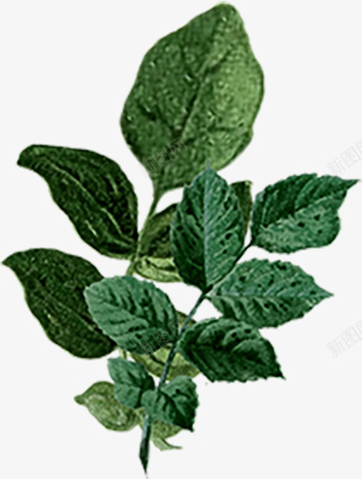 水彩花卉剪贴画免扣免扣花卉花瓣绿叶彩带等花卉玫瑰花png免抠素材_新图网 https://ixintu.com 花卉 免扣 水彩 剪贴 贴画 花瓣 绿叶 彩带 玫瑰花