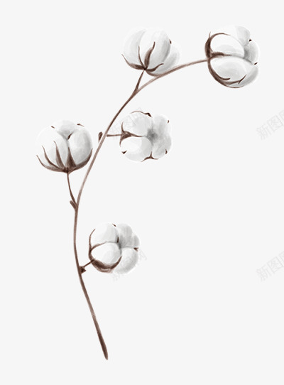 棉花图免扣手绘彩绘水彩插画png免抠素材_新图网 https://ixintu.com 棉花 图免 扣手 手绘 彩绘 水彩 插画