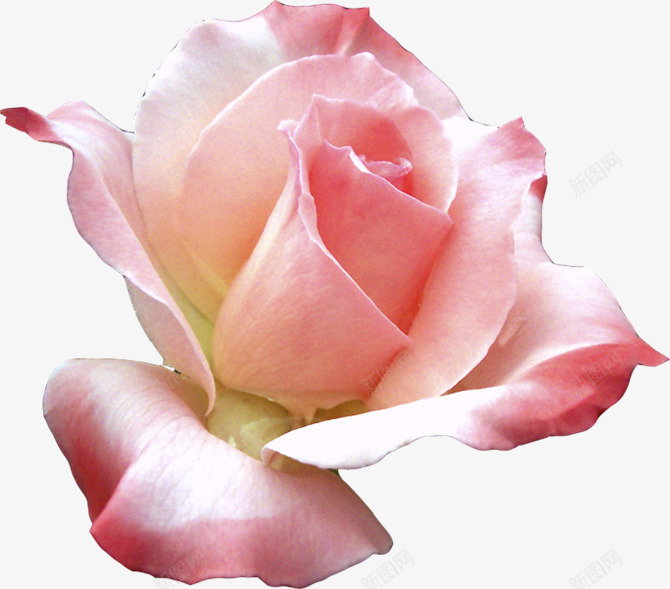 花系列26花朵png免抠素材_新图网 https://ixintu.com 系列 花朵