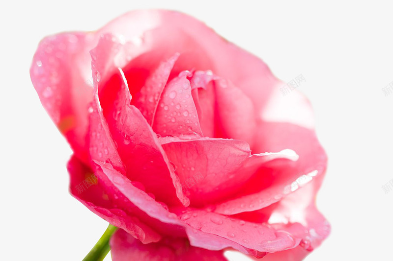 玫瑰花露水PNS透明底png免抠素材_新图网 https://ixintu.com 玫瑰花 露水 PNS 透明