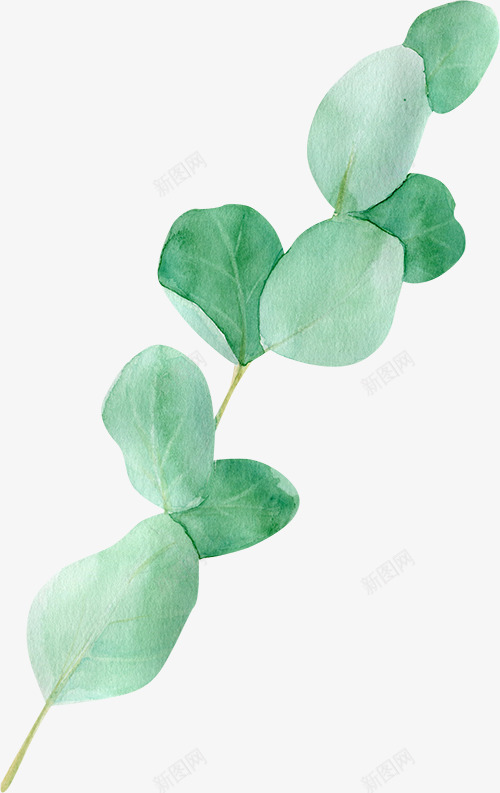 水彩桉树树叶图免扣手绘彩绘水彩插画png免抠素材_新图网 https://ixintu.com 水彩 桉树 树叶 图免 扣手 手绘 彩绘 插画