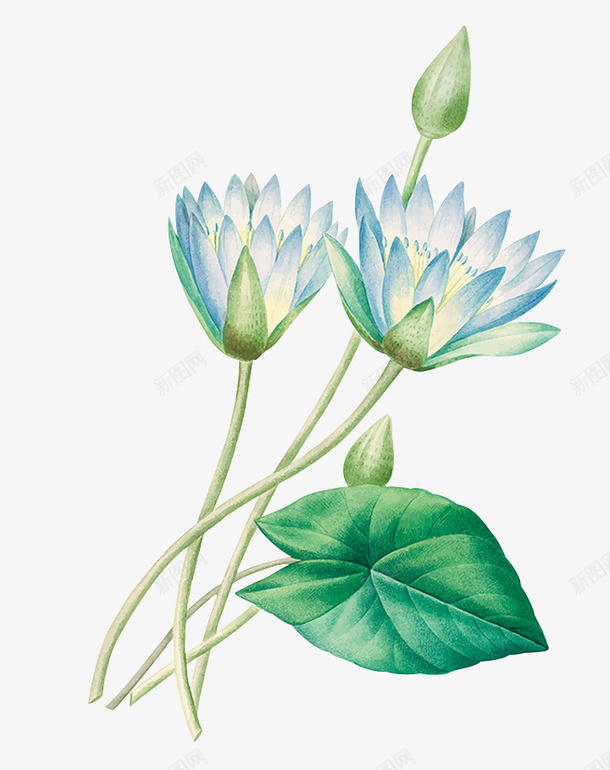 夏天的睡莲花png免抠素材_新图网 https://ixintu.com 莲花 荷花 睡莲 花