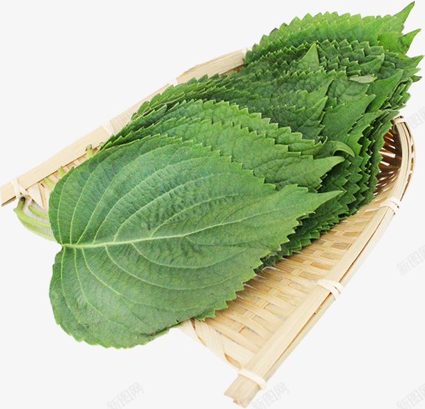谢谢嫩绿的苏子叶特写png免抠素材_新图网 https://ixintu.com 植物 叶子 苏子叶 特写