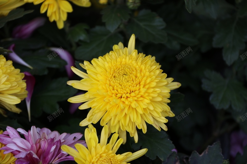 秋菊黄菊菊花花儿jpg设计背景_新图网 https://ixintu.com 秋菊 黄菊 菊花 花儿