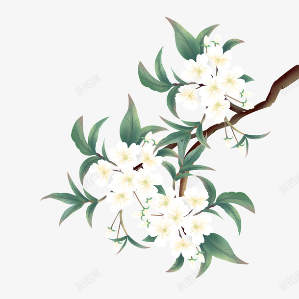 梨花枝条免扣元素梨花png免抠素材_新图网 https://ixintu.com 梨花 梨 花 插图 PNG