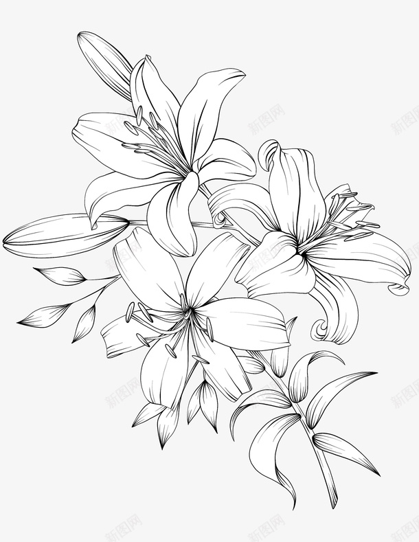 手绘花线描黑白png免抠素材_新图网 https://ixintu.com png 填色练习 手绘 线描 花