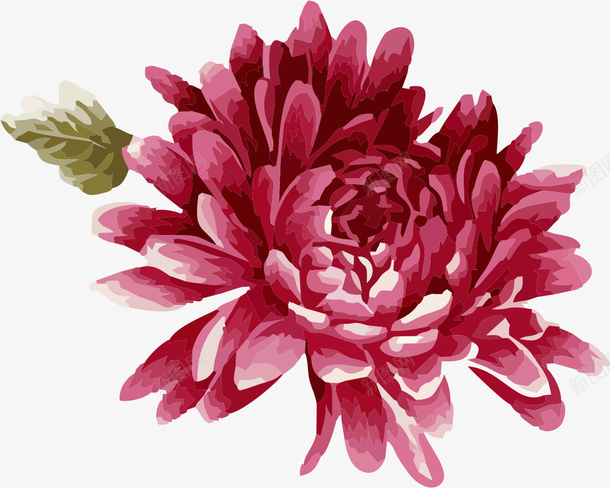 品红色菊花手绘插画png免抠素材_新图网 https://ixintu.com 品红色 菊花 手绘 插画