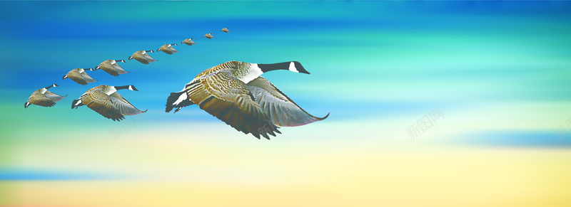 大雁天空背景psd设计背景_新图网 https://ixintu.com 蓝色 大雁 天空 海报banner 摄影 风景
