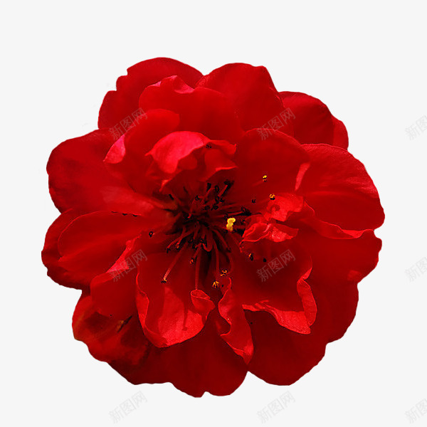 鲜花花卉一朵花花朵红色花配图png免抠素材_新图网 https://ixintu.com 鲜花 花卉 一朵花 花朵 开放的红花 漂浮物 配图