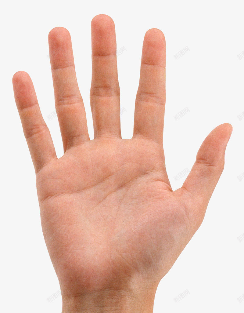 手掌张开五指右手男Handshandimagefrpng_新图网 https://ixintu.com 手掌 张开 五指 右手 Handshandimagefr