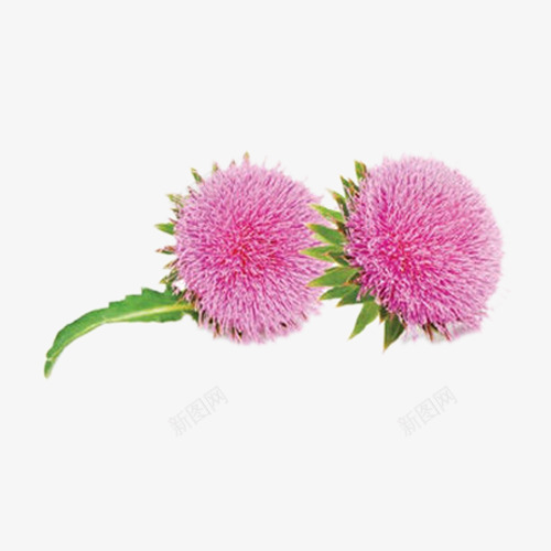 水飞蓟奶蓟奶蓟草蓟花草花朵透明图png免抠素材_新图网 https://ixintu.com 蓟奶 水飞 蓟草 花草 花朵 透明图