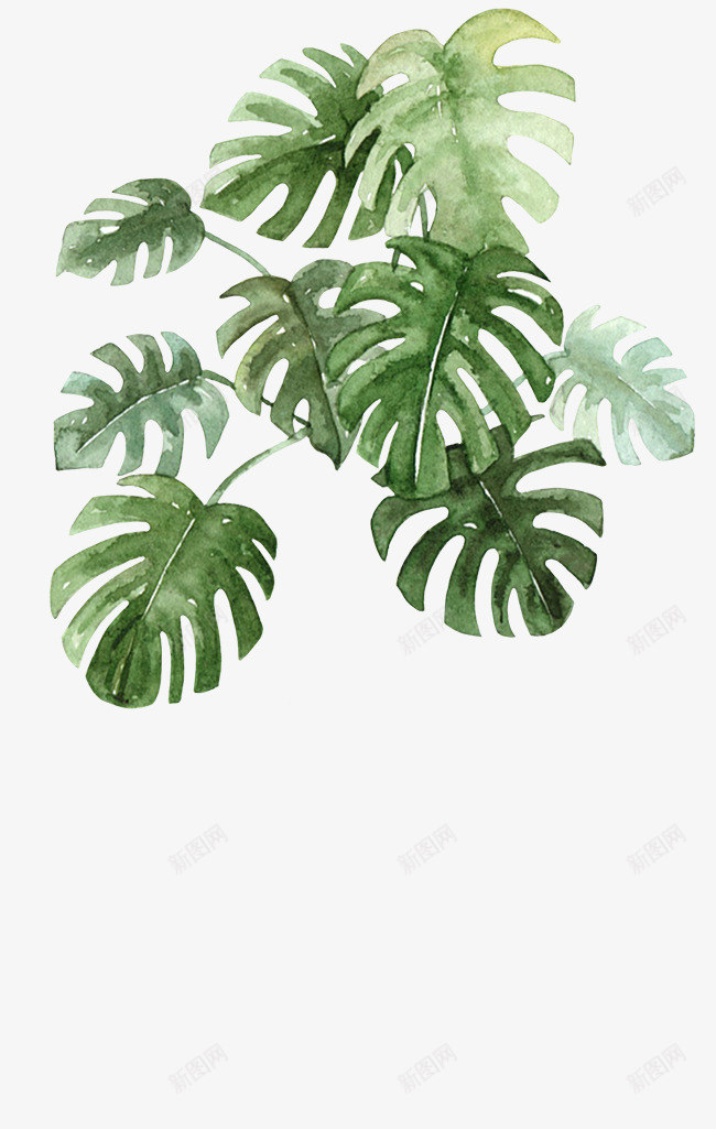 免扣植物8免扣png免抠素材_新图网 https://ixintu.com 免扣 植物
