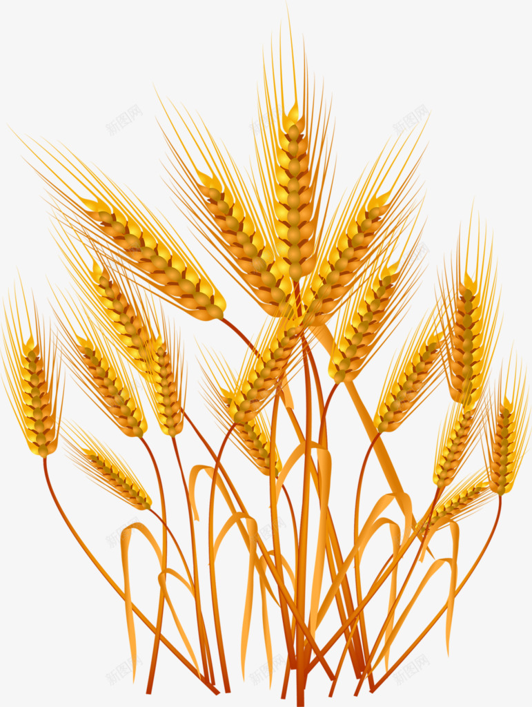 麦穗免扣食材蔬菜水果免扣画板精细划分标明分png_新图网 https://ixintu.com 免扣 划分 标明 画板 精细 蔬菜水果 食材 麦穗