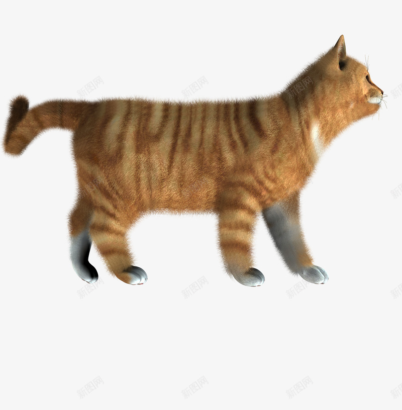 小猫图像小猫猫png免抠素材_新图网 https://ixintu.com 小猫 图像