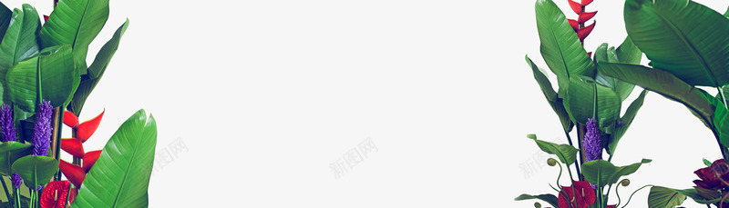 花草绿叶装修植物zakkapng免抠素材_新图网 https://ixintu.com 花草 绿叶 装修 植物