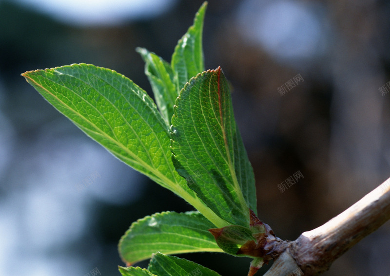 树叶植物植物花纹复古卡通花朵线条图形花边图标节日潮jpg设计背景_新图网 https://ixintu.com 植物 树叶 花纹 复古 卡通 花朵 线条 图形 花边 图标 节日