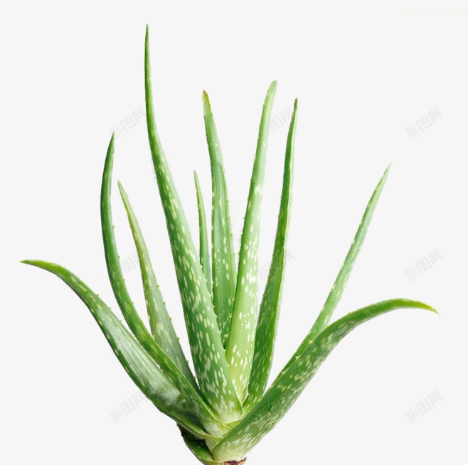 芦荟食物药材水果免扣食物药材水果免扣png免抠素材_新图网 https://ixintu.com 药材 食物 水果 免扣 芦荟