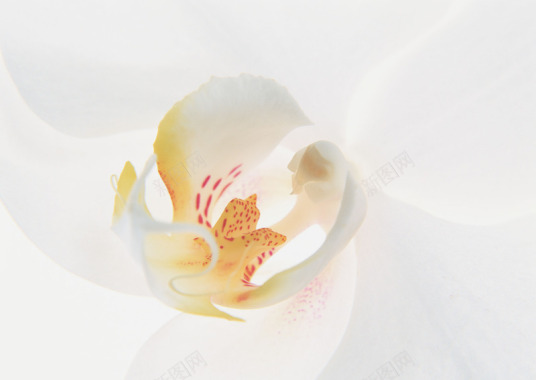 植物花纹复古卡通花朵线条图形花边图标节日潮流高清绿背景图片 植物花纹复古卡通花朵线条图形花边图标节日潮流高清绿背景