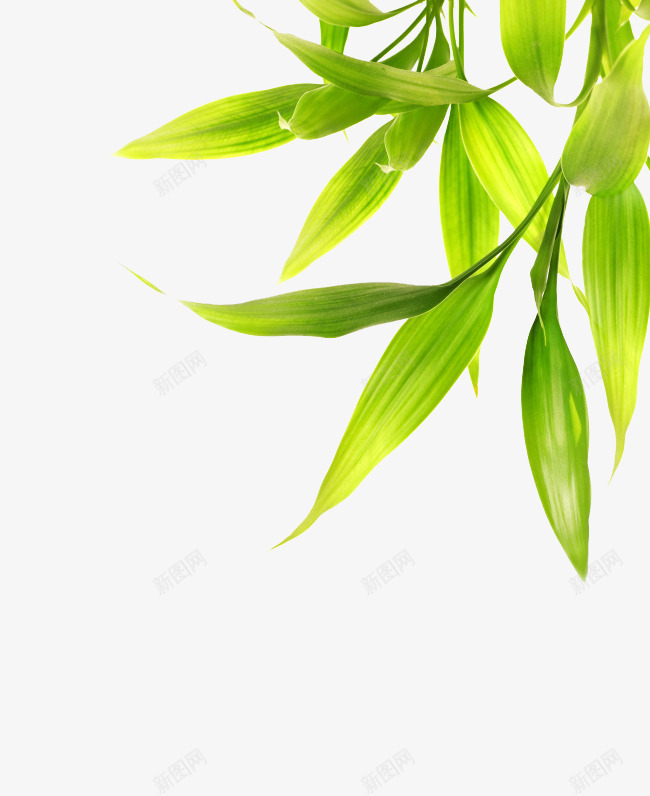 绿植草木花卉南栀惜沫专注电商资源采集175字体文案png免抠素材_新图网 https://ixintu.com 绿植 草木 花卉 南栀 惜沫 专注 电商 资源 采集 字体 文案