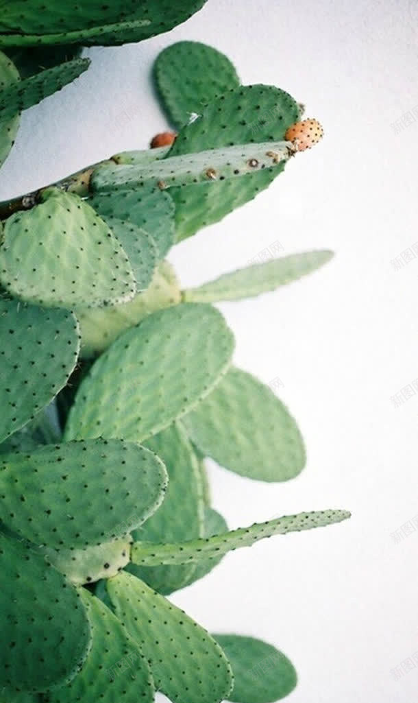 仙人掌绿色带刺灰色绿植jpg设计背景_新图网 https://ixintu.com 仙人掌 绿色 带刺 灰色 绿植