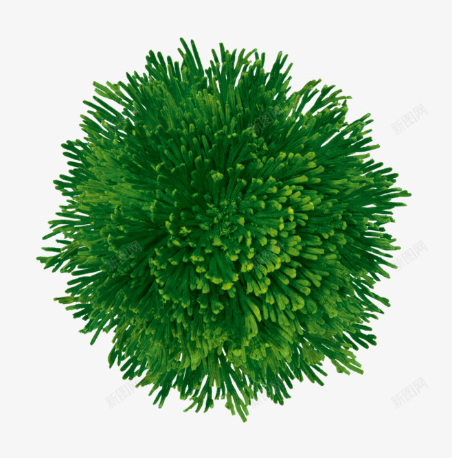 复活草不是菜png免抠素材_新图网 https://ixintu.com 复活 不是