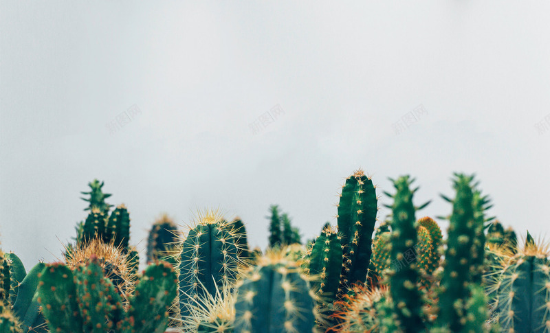 仙人掌小清新电商海报植物城市手绘花欧美平面设计复古jpg设计背景_新图网 https://ixintu.com 仙人掌 清新 电商 海报 植物 城市 手绘 欧美 平面设计 复古