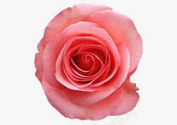 一朵粉色玫瑰花PSD素材