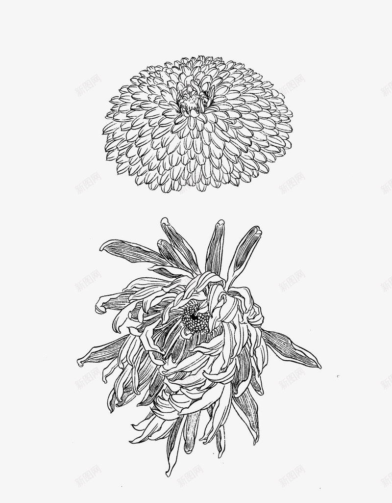 免扣白描工笔画花卉菊花篇png免抠素材_新图网 https://ixintu.com 免扣 白描 工笔画 花卉 菊花